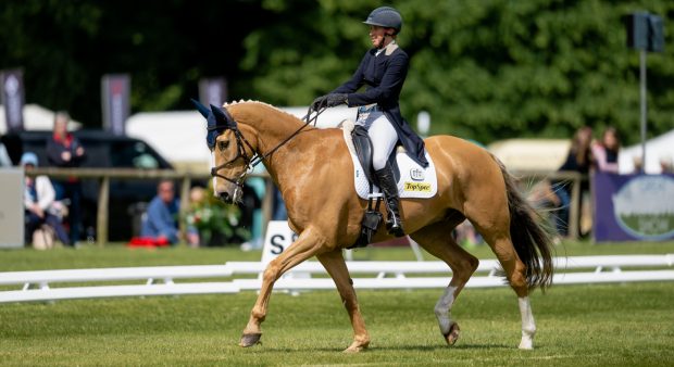 Palomino event horse Future Plans