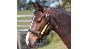 Bitz Field Safe Headcollar With Hi-Viz