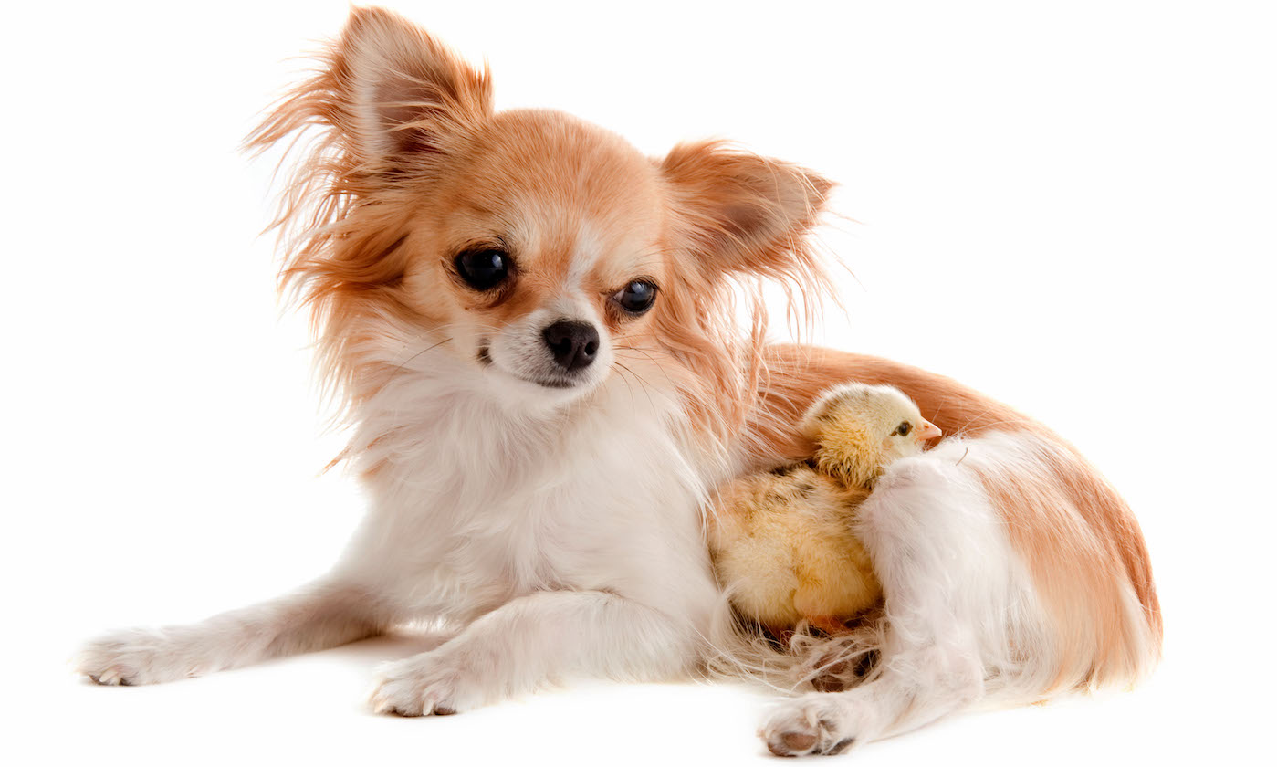 Two small chihuahua dogs in a black designer purse Stock Photo - Alamy