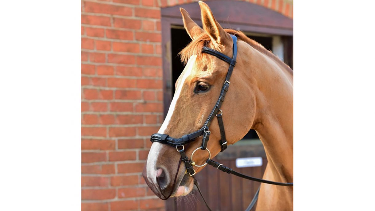 Best nose nets for horses to prevent headshaking Horse & Hound