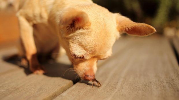 Chihuahua Dog looking at an insect