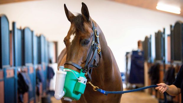 Flexineb nebuliser on horse