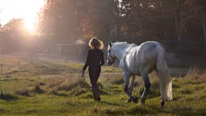 Horse being lead in a headcollar