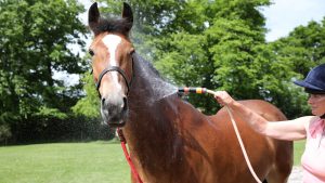 Teaching a horse to stand while being hosed