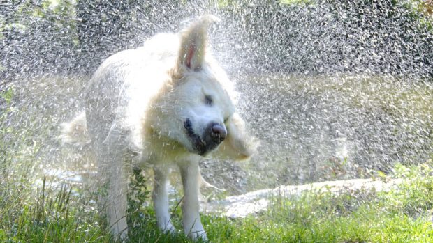 How to keep dog cool in summer: retriever shaking off water