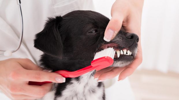 How to clean dog teeth