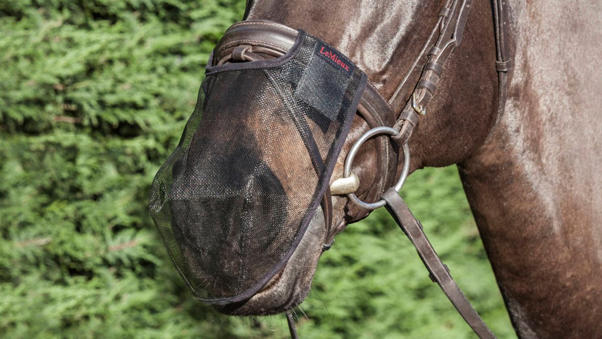 Best nose nets for horses to prevent headshaking Horse & Hound