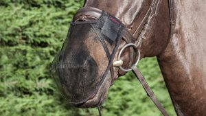 Horse wearing a nose net