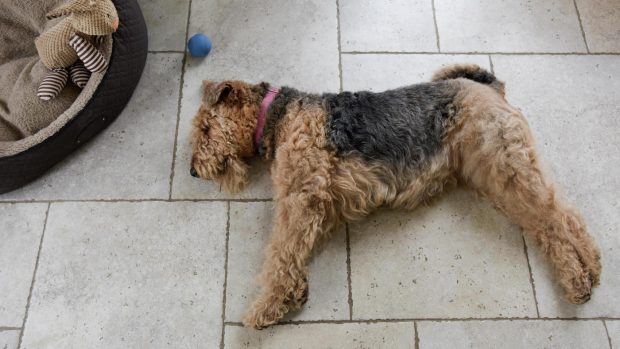 Hot Welsh Terrier dog lying on floor, needs a cooling bed!