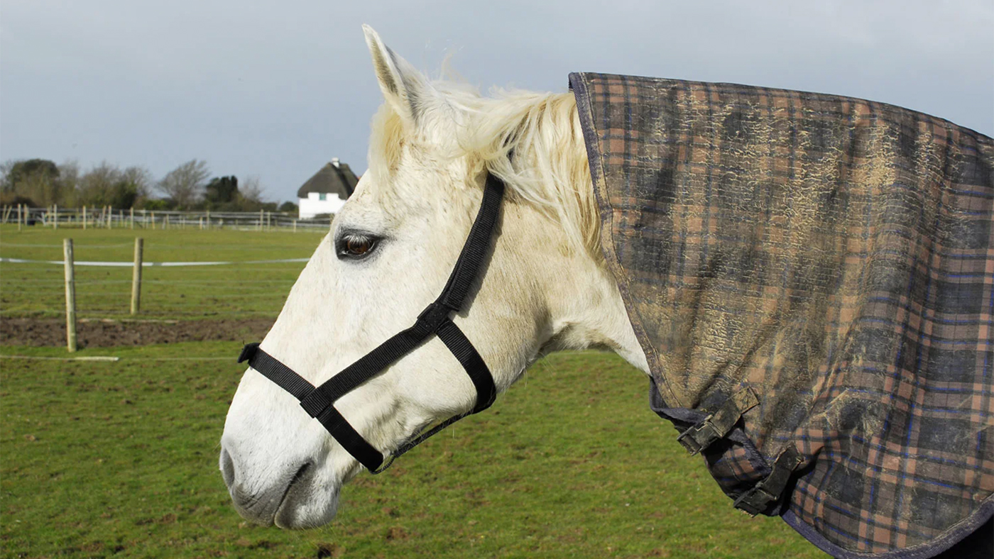 Rhinegold field-safe headcollar