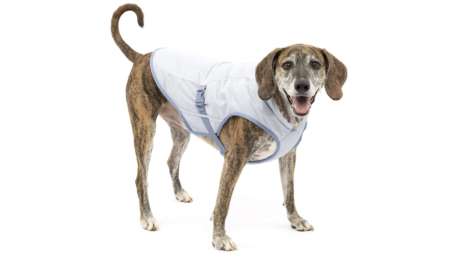 Best dog cooling jackets using evaporation to prevent dogs overheating