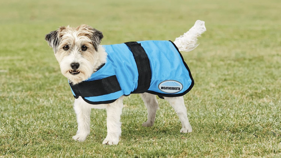 Best dog cooling jackets using evaporation to prevent dogs overheating
