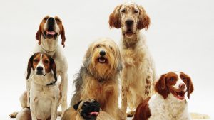 Difference between dog and hounds in a group of canines