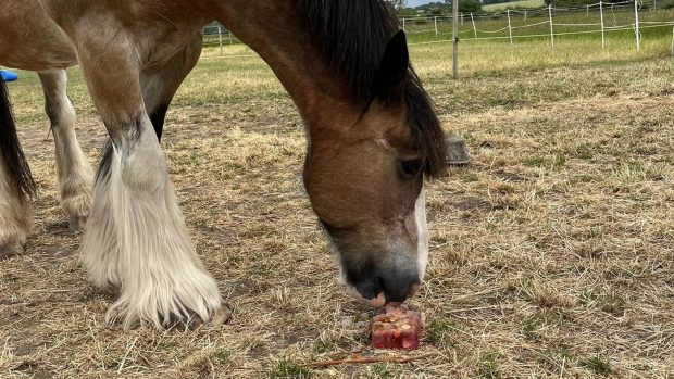 Hovis eating an ice lolly