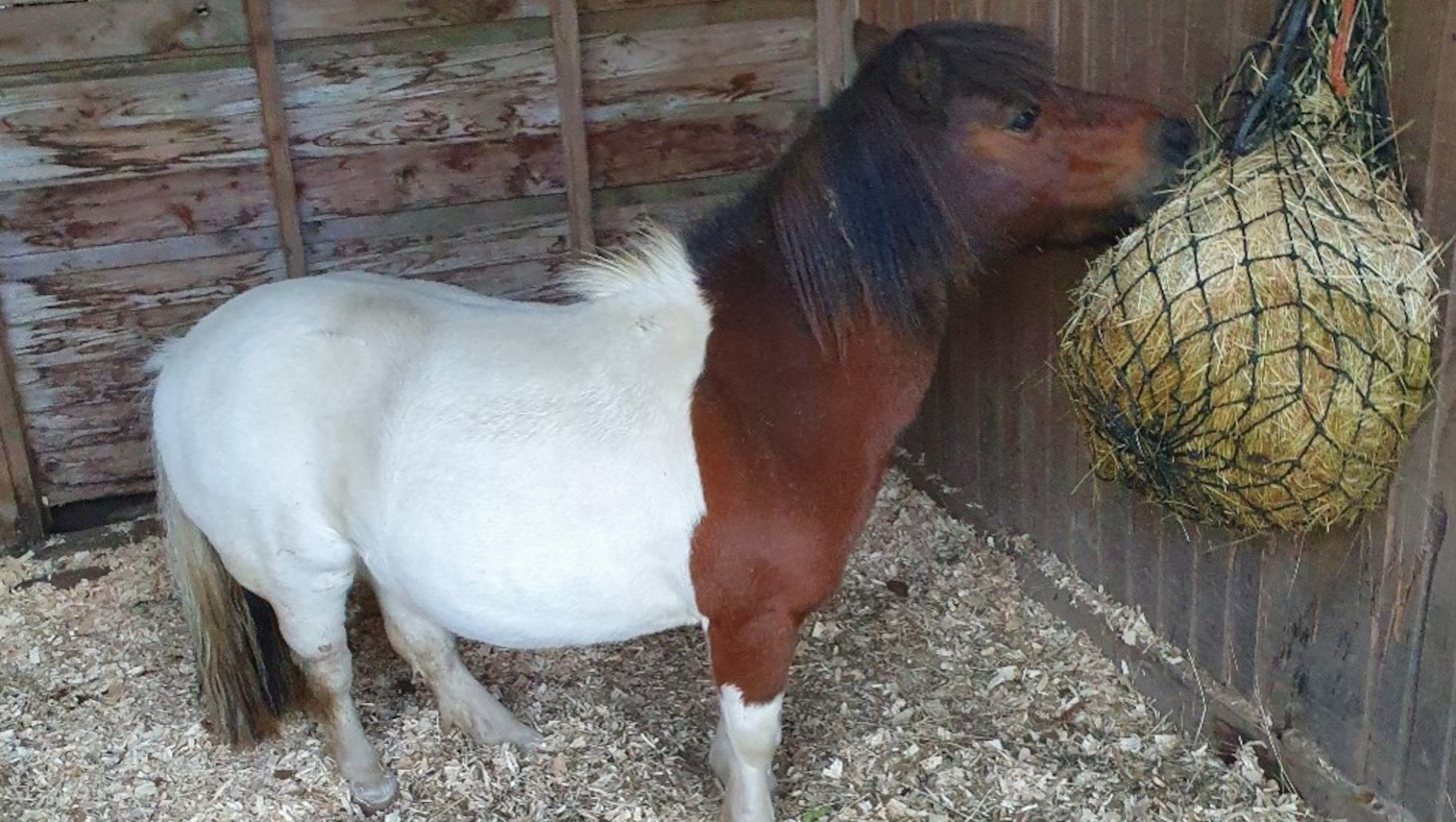 Determined attraction to seek out lacking miniature pony believed stolen