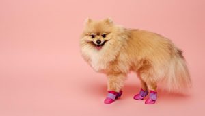 Pomeranian spitz wearing pink dog shoes