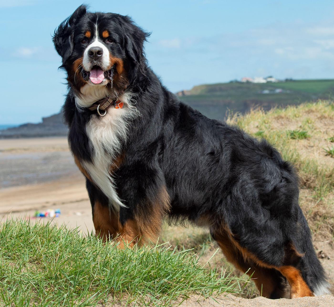 Bernese Mountain Dog on beach