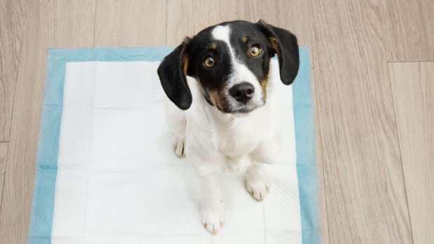 Puppy sitting on puppy training pad