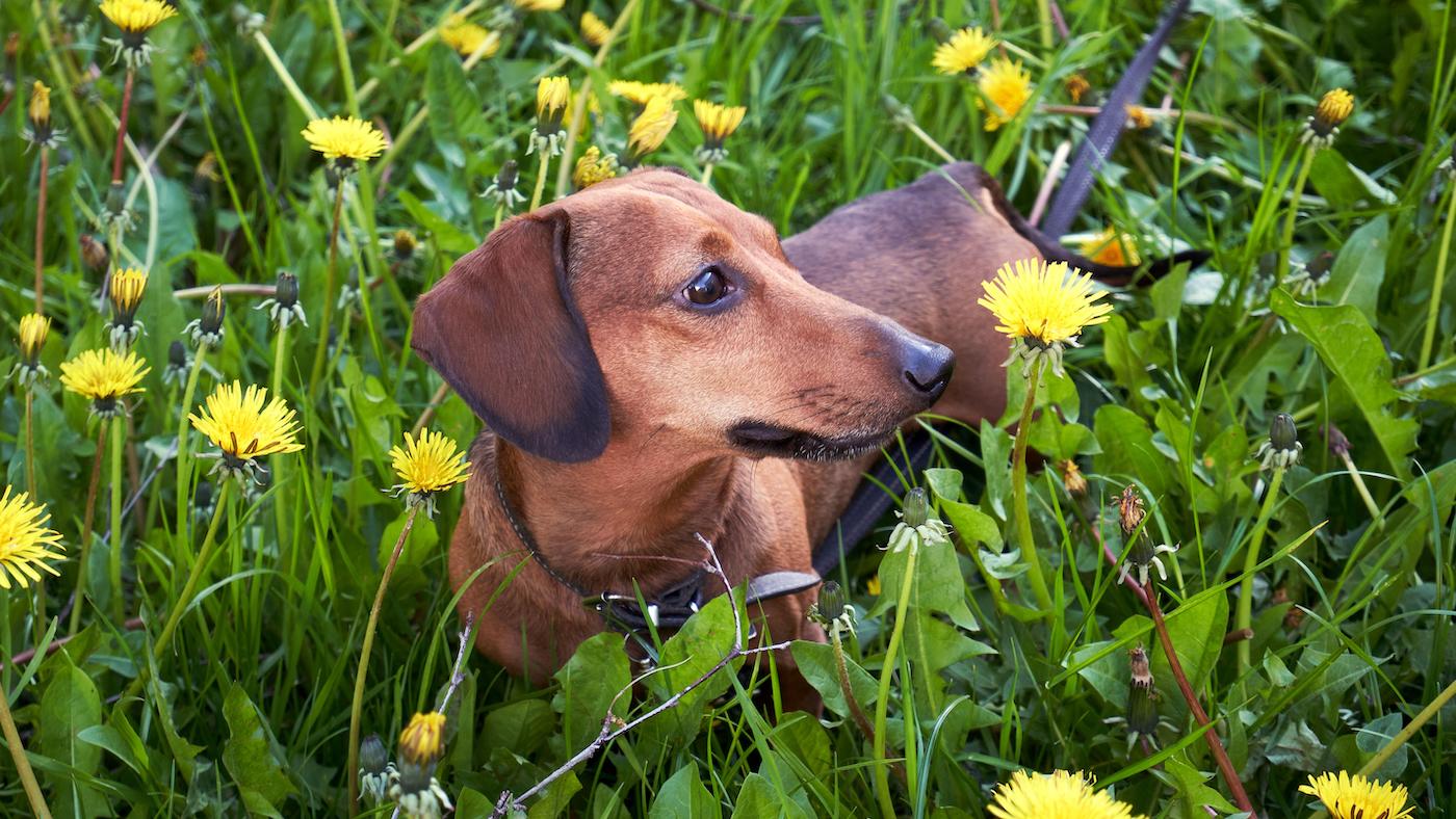 Mini dachshund in dandelion field