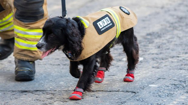 London Fire Brigade dog wearing a pair of the best shoes for dogs