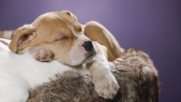 Puppy sleeping in bed at night