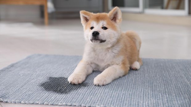 Dog sitting near wet patch: how to get dog pee out of carpet