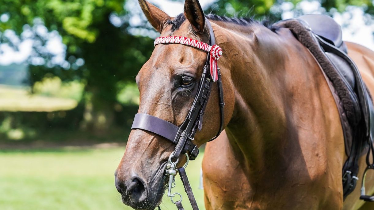 £1,000 up for grabs in new RoR showjumping championship Horse & Hound