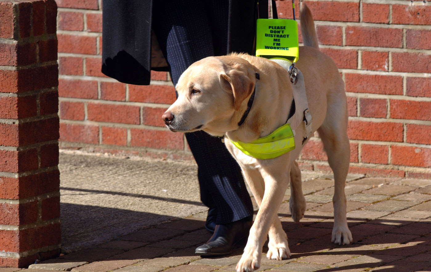 Guide dog in action