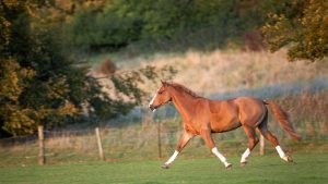 Older horse trotting across the field