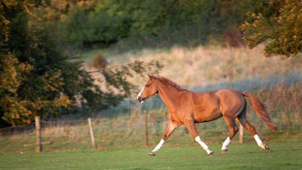 Older horse trotting across the field