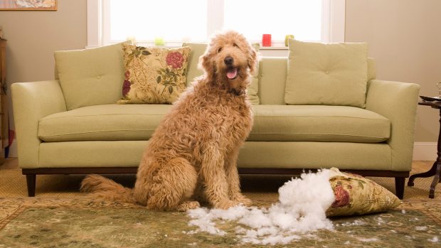 Dog who has stopped chewing a cushion