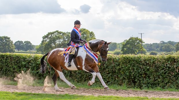 RIHS supreme skewbald and piebald ridden