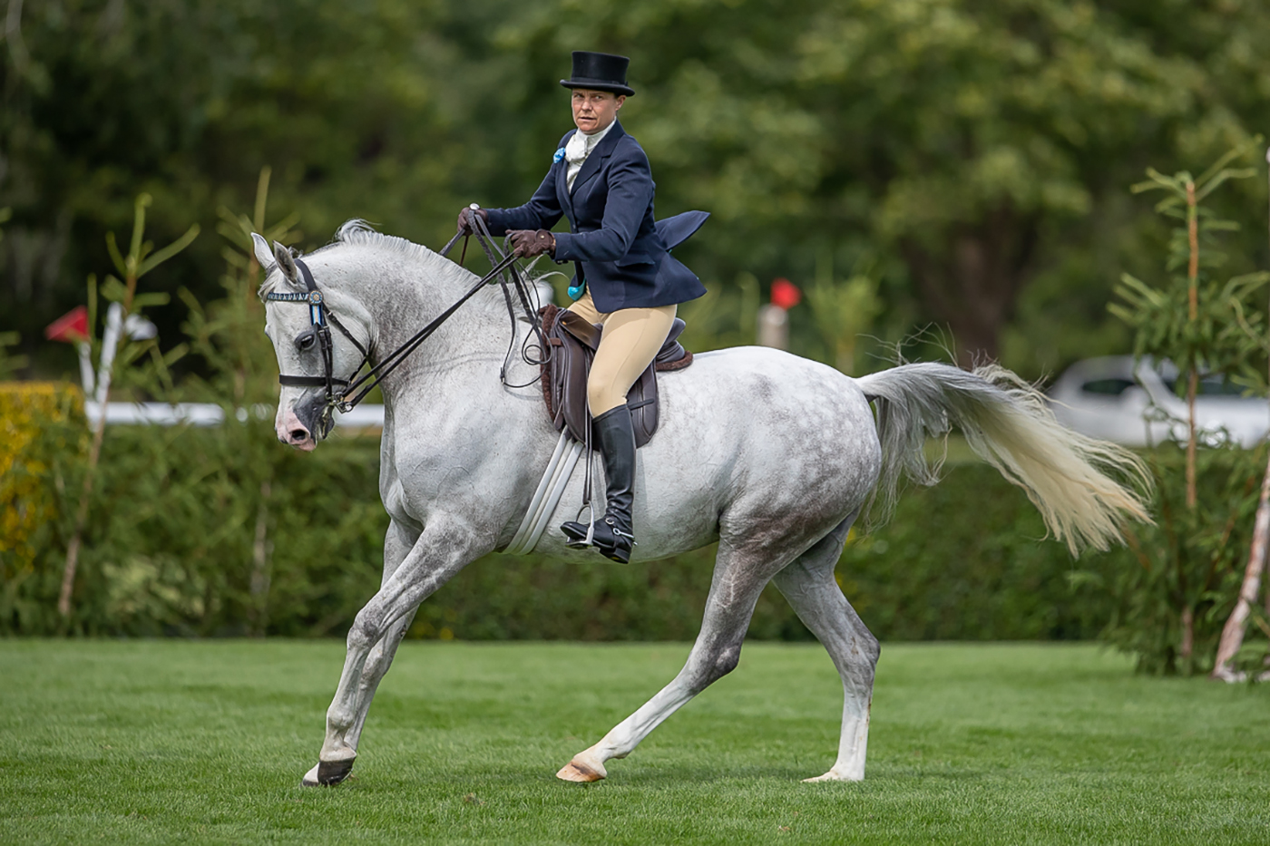 Bellflower is RIHS pure-bred ridden Arabian champion