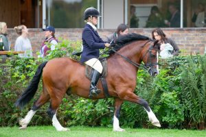 Welsh section C Danwood Llewellyn won the 2023 Royal International mountain and moorland (M&M) championship, which will be judged in 2025 by Cheryl Scott.