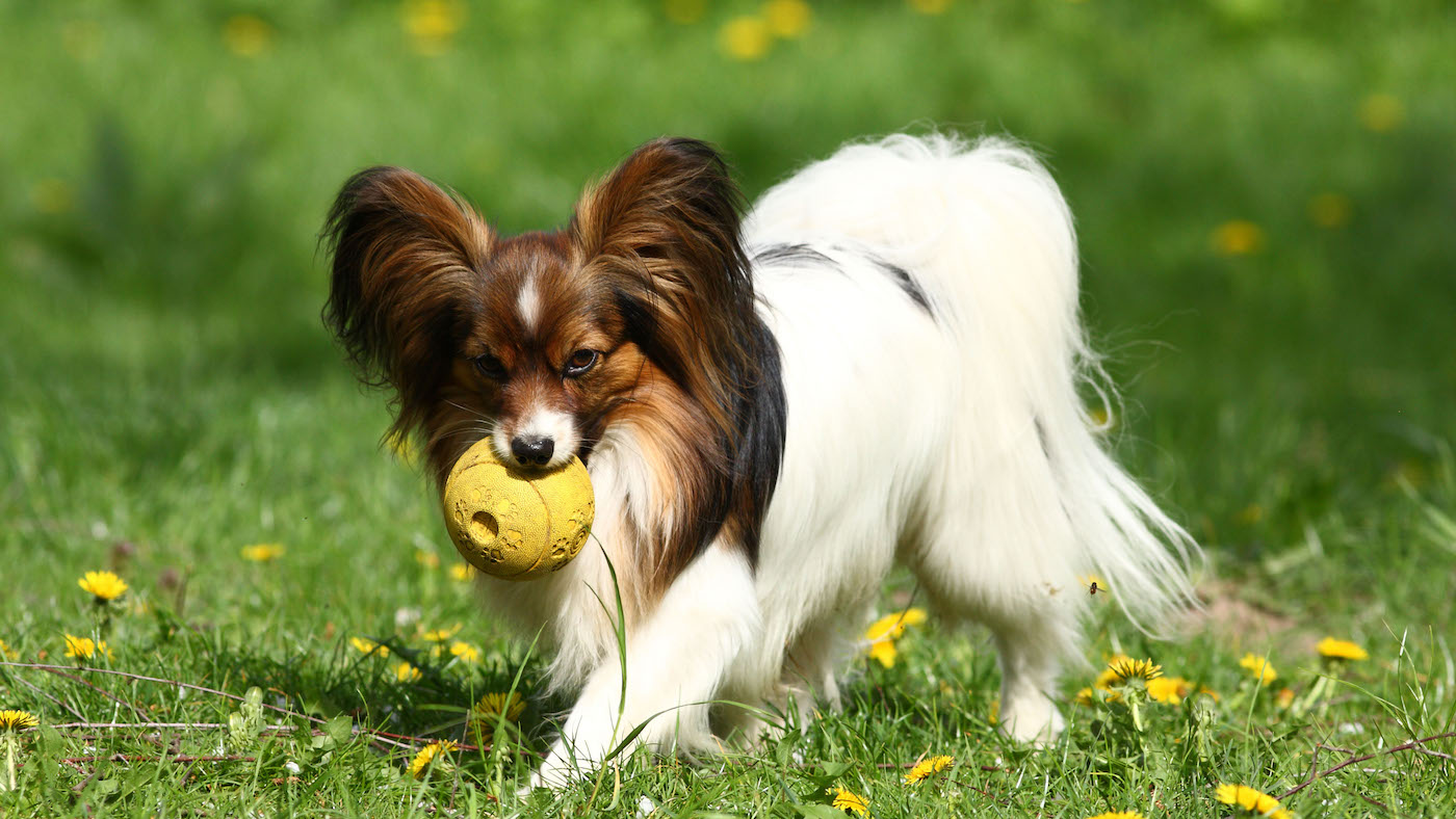 Papillon dog with ball