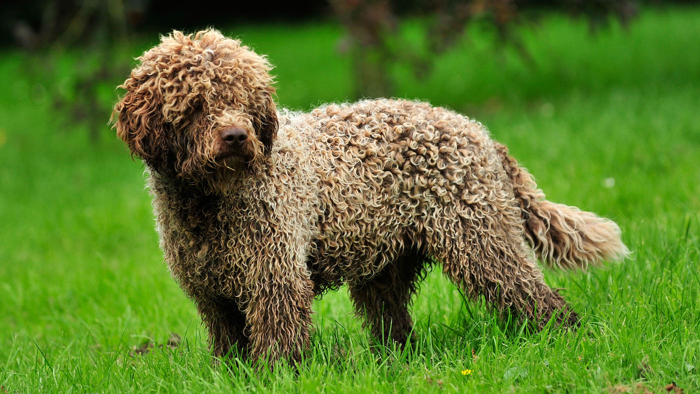 Italian dog Lagotto romagnolo