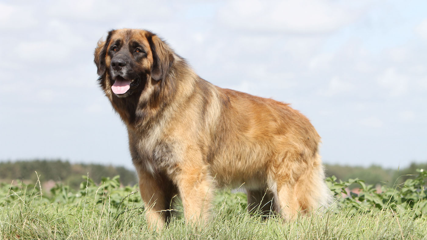 Dog Leonberger adult standard profile in a meadow