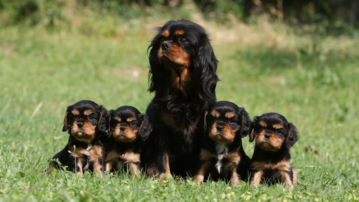 Cavalier King Charles spaniel with four puppies