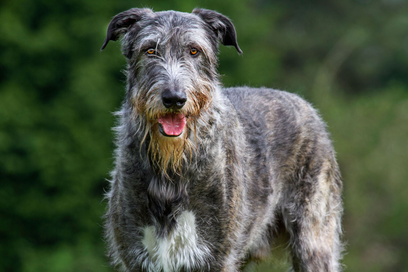Irish wolfhound (Canis lupus familiaris) close up in garden
