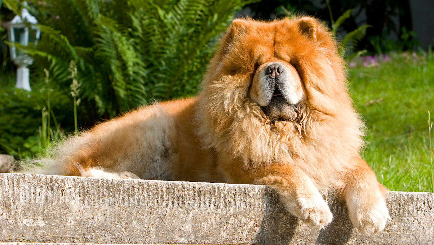 Chow chow dog lying on wall