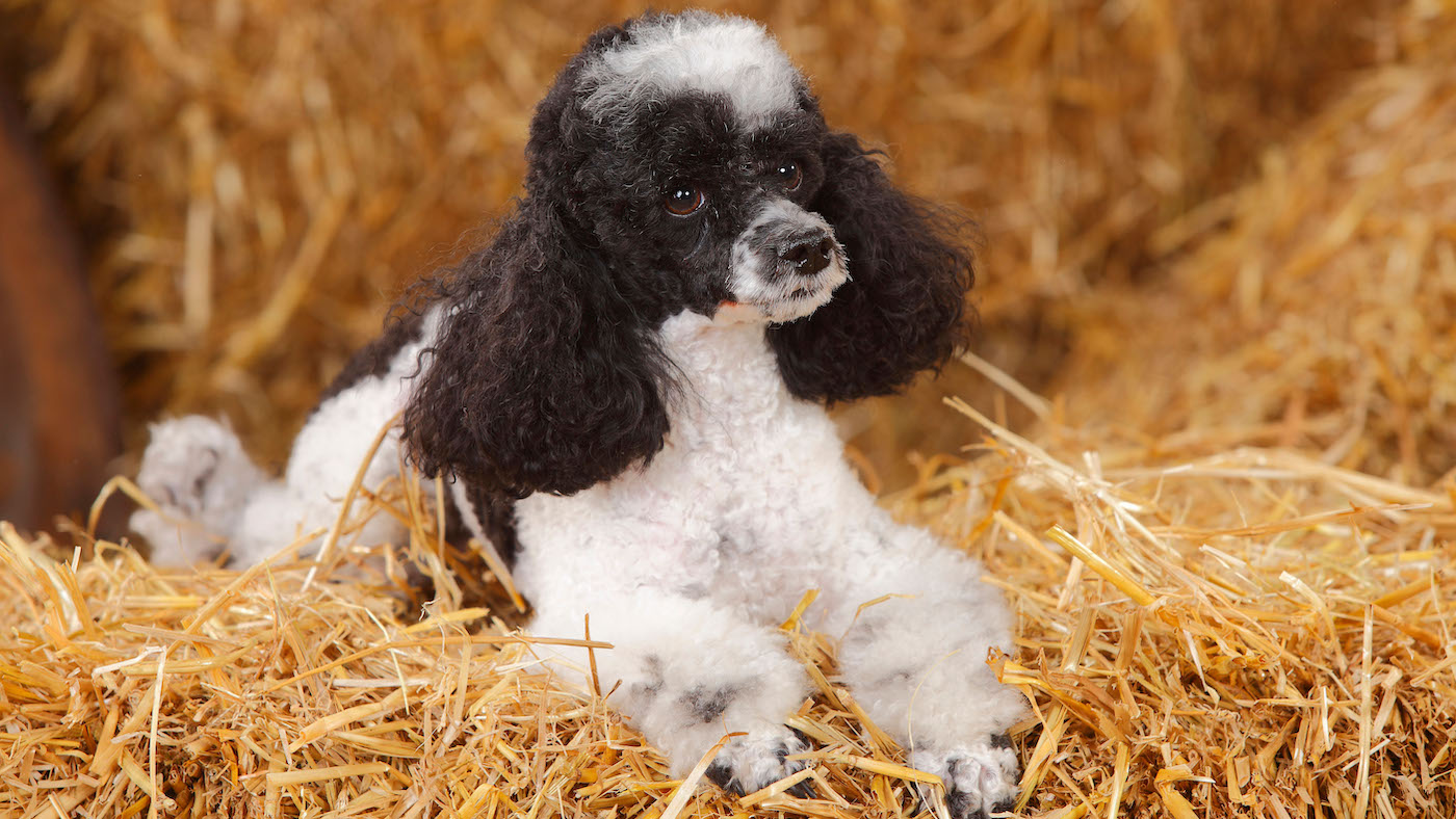 Smallest dog breeds: Toy poodle on straw bale