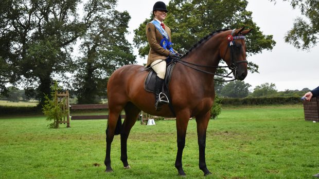 New Illusion is 2023 amateur riding horse champion