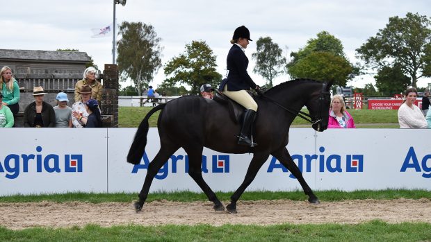 Tiger Eye wins the 2023 RIHS amateur hunter supreme championship