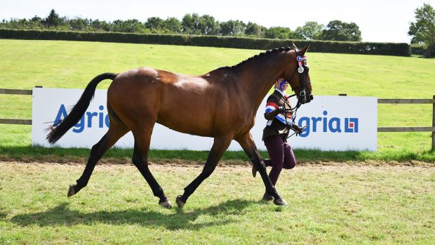 Twelve Ben leads SSADL in-hand championship at the 2023 RIHS