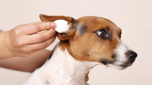 How to clean dog ears