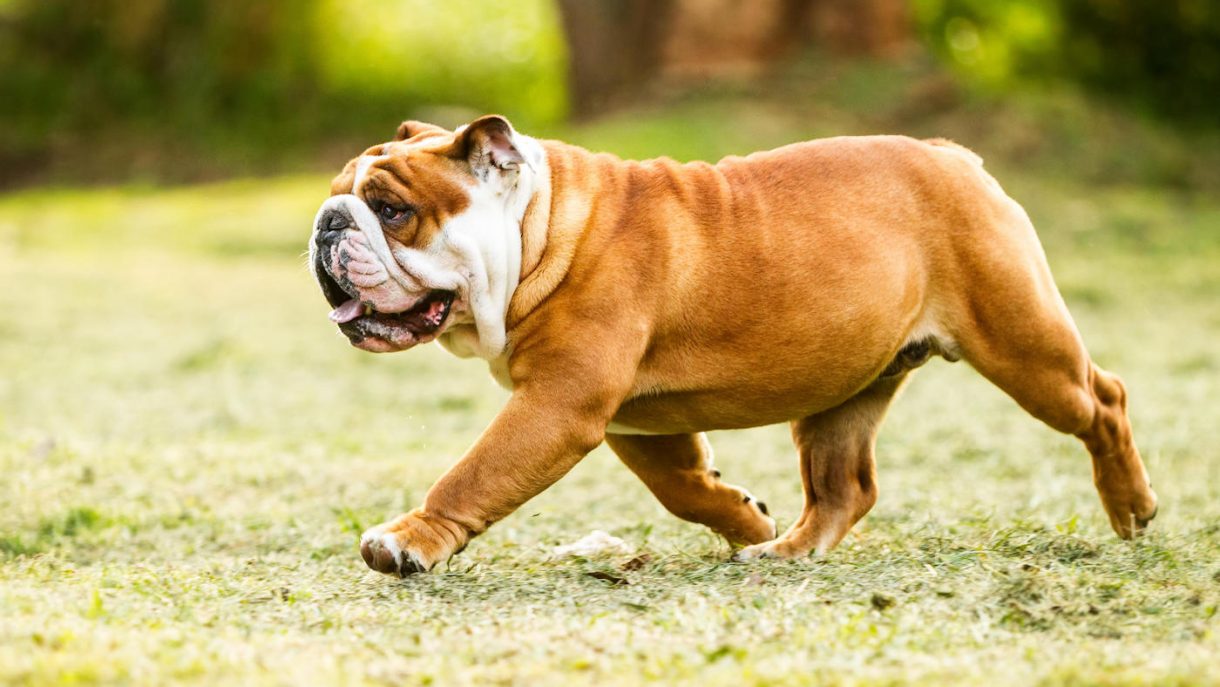 Most expensive dog breeds from slight greyhounds to stocky bulldogs