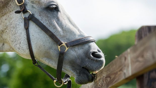 Horse with gastric ulcers cribbing