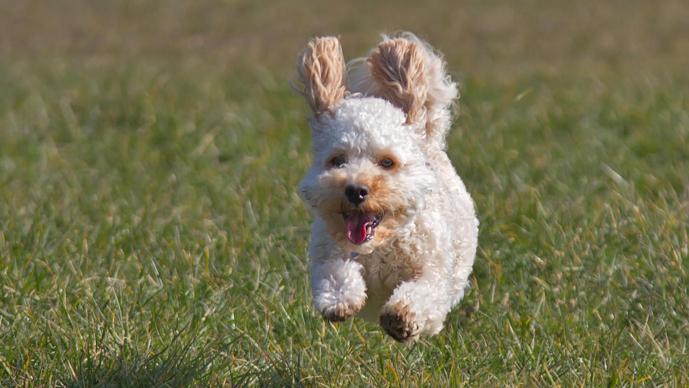 Cavapoo puppy running