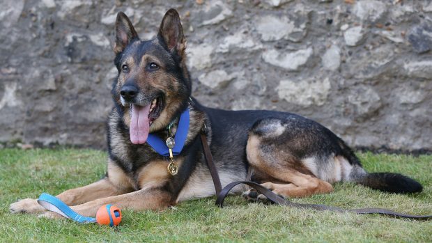 Police dog Finn, pictured, has died aged 14