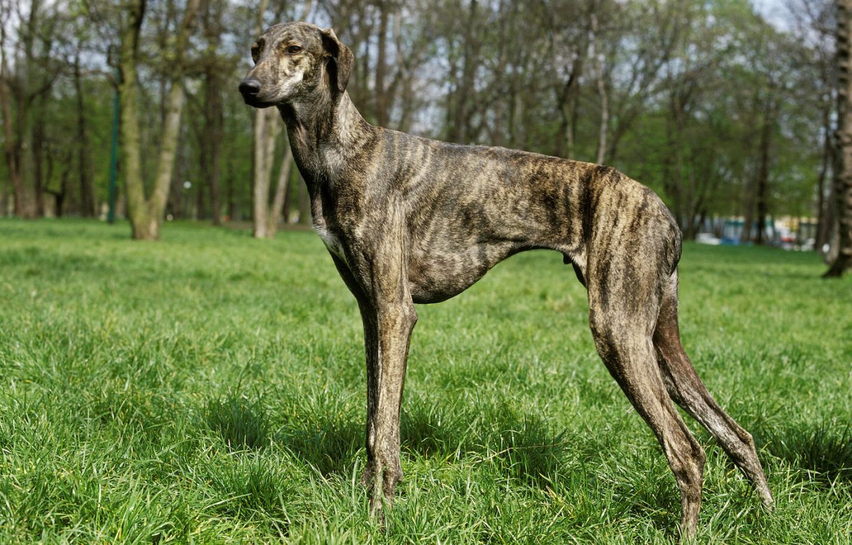 Fastest dog breeds 7 speedy dogs from the greyhound to the Sloughi